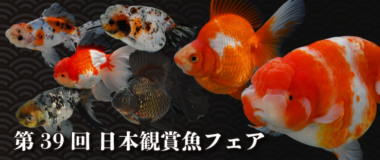 KBO 【金魚探訪記】第39回 日本観賞魚フェア: イベント｜カミハタ