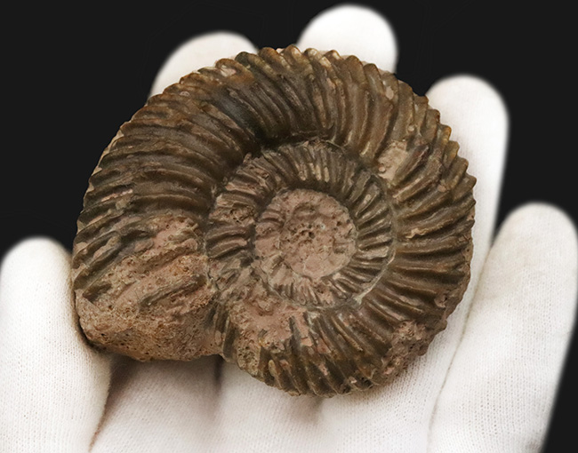 ドイツのジュラ紀中期の地層から発見されたアンモナイト、パーキン