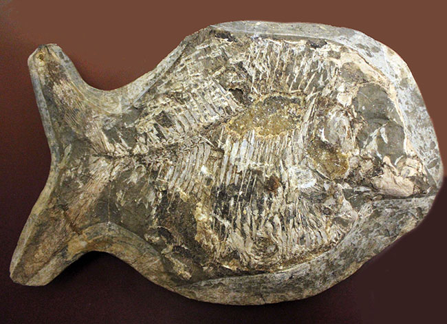 ウルトラレア！ブラジル・サンタナ層産の絶滅古代魚、ピクノドン類の
