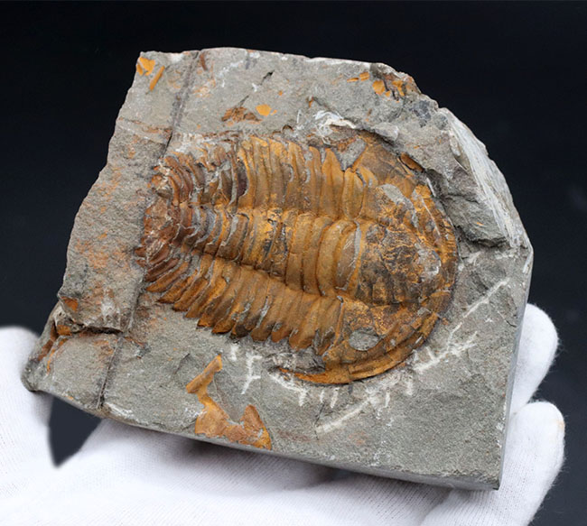 最初期の三葉虫の一つ、カンブリア紀の三葉虫、パラドキシデス