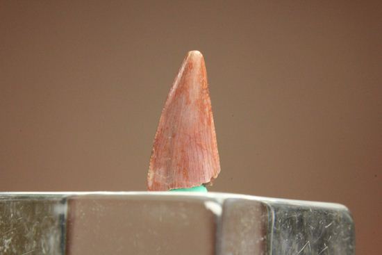 恐竜の歯コレクターなら押さえておきたい！恐竜大繁栄の先駆けとなった