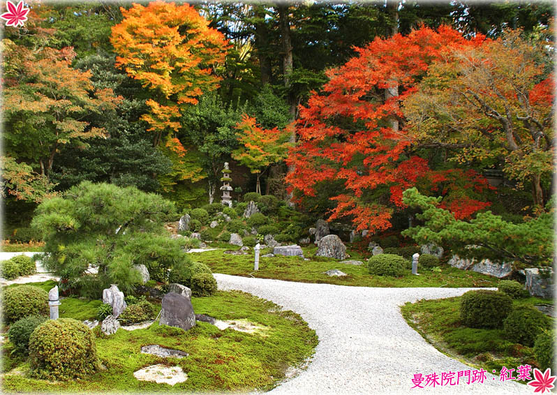 曼殊院門跡 紅葉