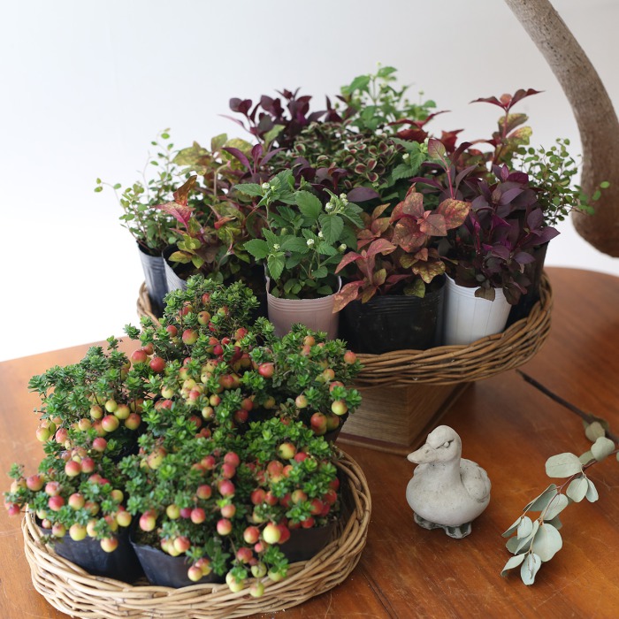 自分で植える】クランベリーと秋色リーフの花苗セット | アトリエ華もみじ