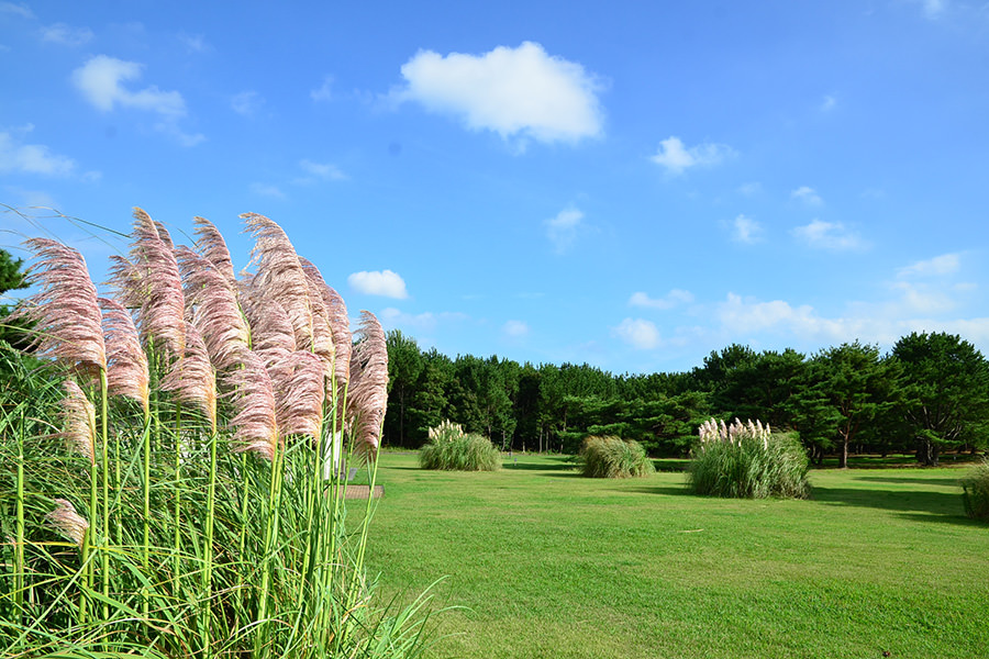 パンパスグラス | 国営ひたち海浜公園公式ホームページ