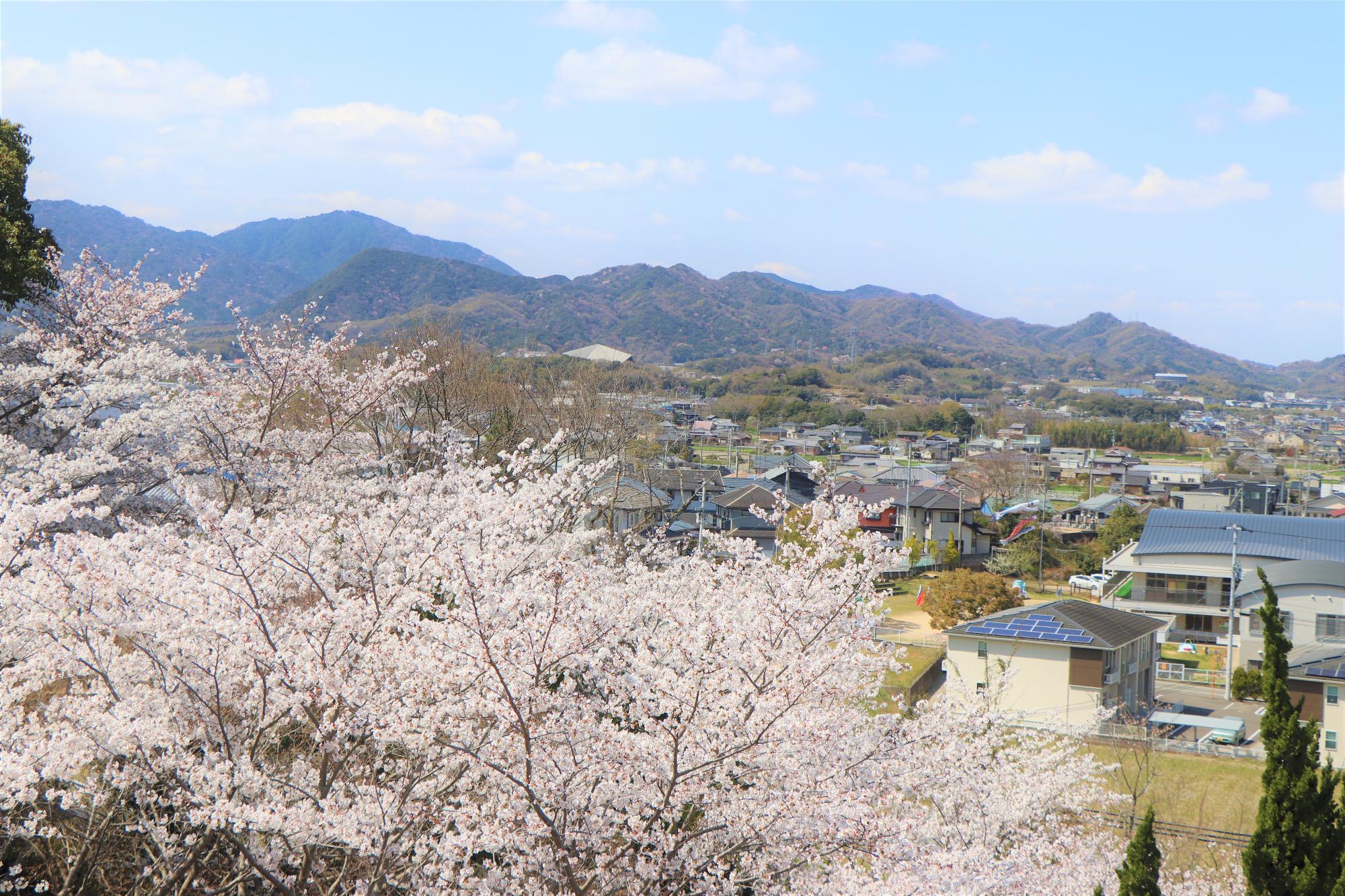 令和7年4月4日 市内の桜の開花が進んでいます／東かがわ市ホームページ