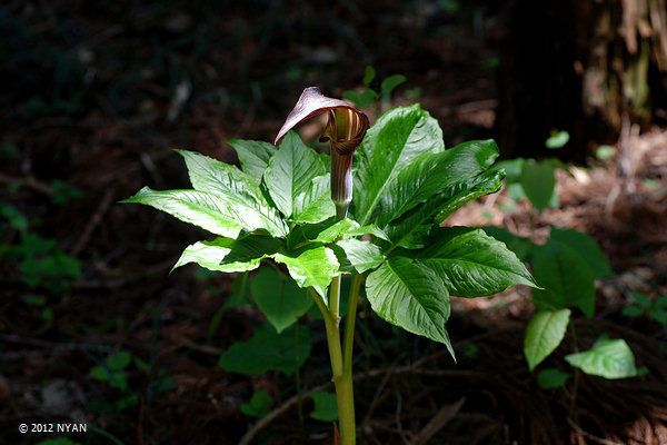 マムシグサ（蝮草、サトイモ科）--- Arisaema serratum --- 四季の山