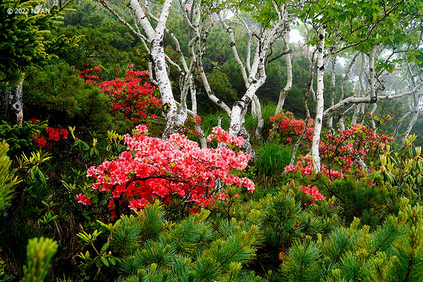ヤマツツジ（山躑躅、ツツジ科）--- Rhododendron kaempferi --- 四季