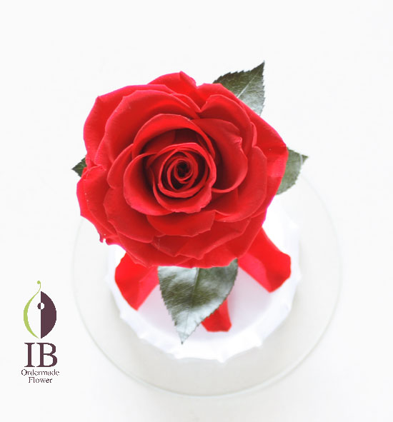 110628in一輪の赤い薔薇 | ブリザーブドフラワーのオーダーメイド専門