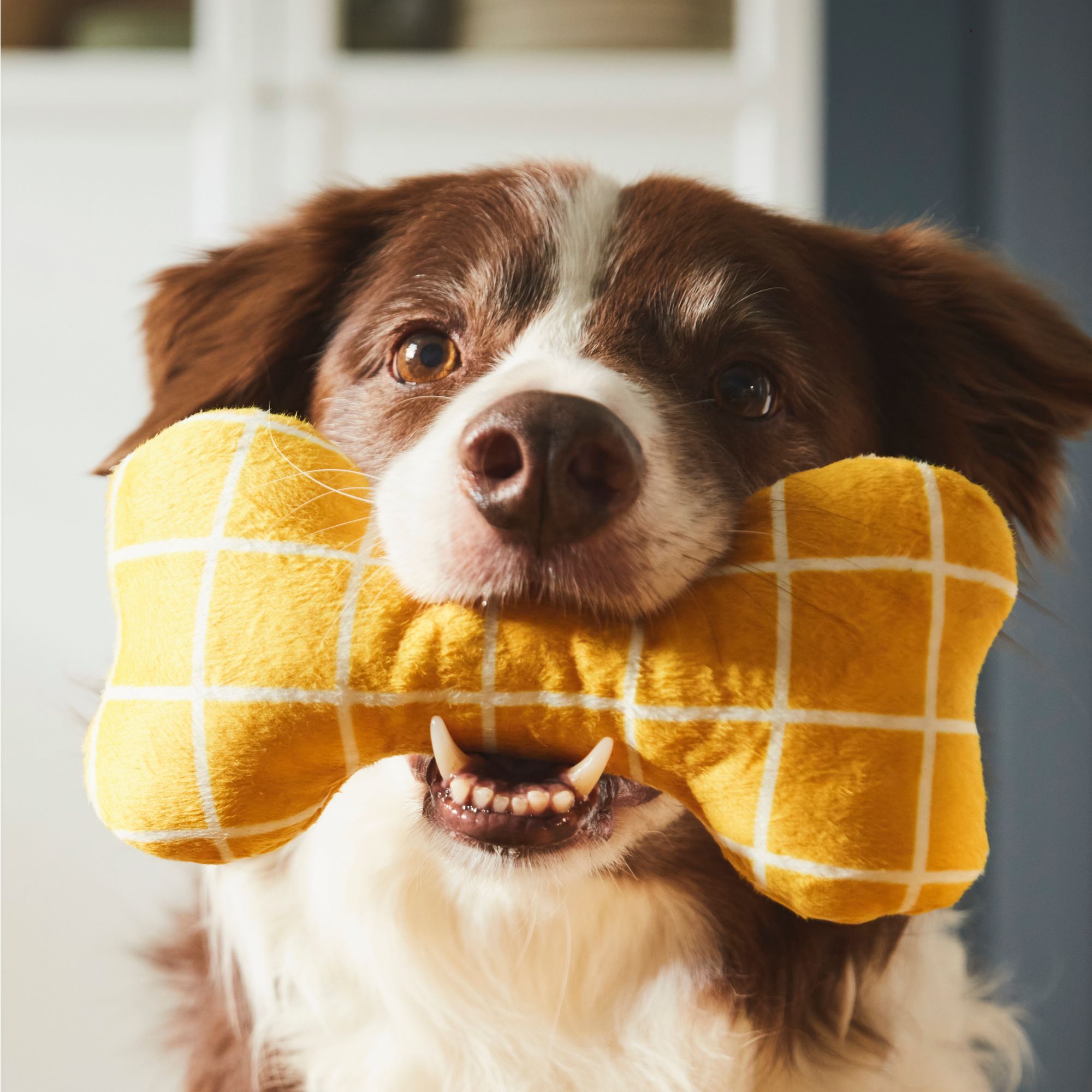 IKEA launches UTSÅDD pet collection – IKEA Global