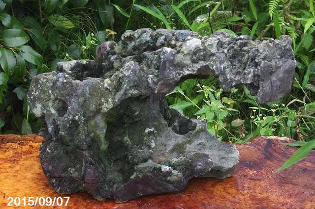 山野草の石田精華園 / 竜眼石
