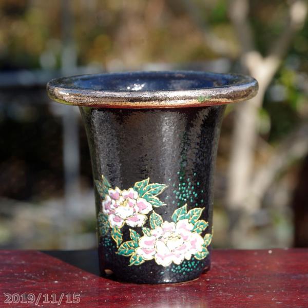 山野草の石田精華園 / 万年青錦鉢(長生蘭錦鉢)