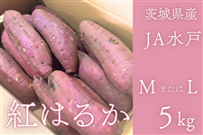 ◎茨城県産『紅はるか』MまたはL 約5kg（約12～18本） JA水戸 【12月
