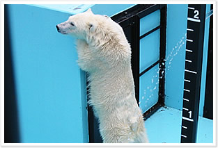 シロクマキャンペーン2010〜シロクマの食事の様子│キャンペーン
