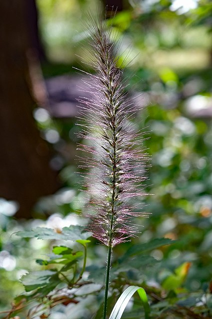 チカラシバ（イネ科）｜素人植物図鑑