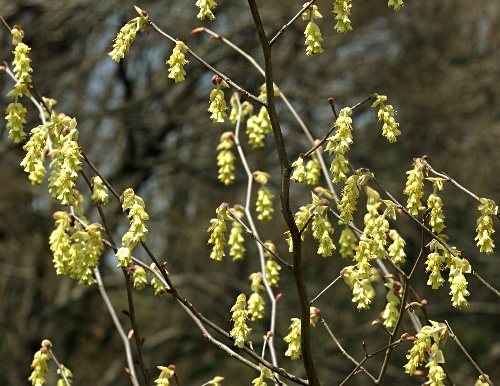 四季の山野草（トサミズキ）