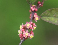 四季の山野草（ウメモドキ）
