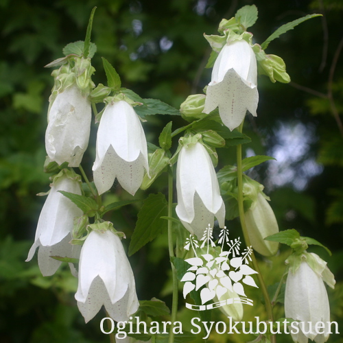 検索結果｜おぎはら植物図鑑｜ おぎはら植物園