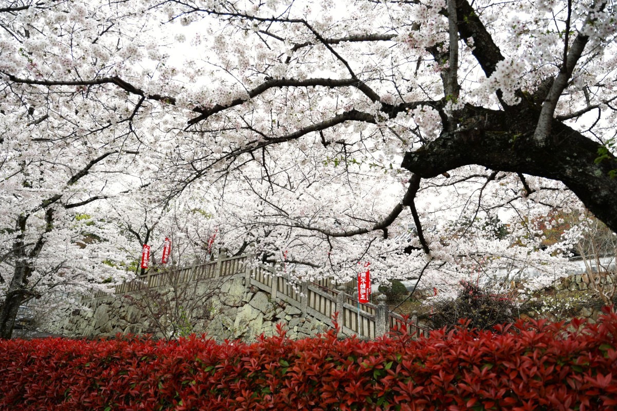 桜舞う！倉敷の穴場桜スポット「法輪寺」｜おか旅｜岡山観光WEB【公式