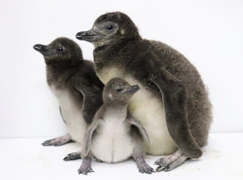 開業10年を迎えるすみだ水族館に10年連続で赤ちゃん誕生ペンギンの