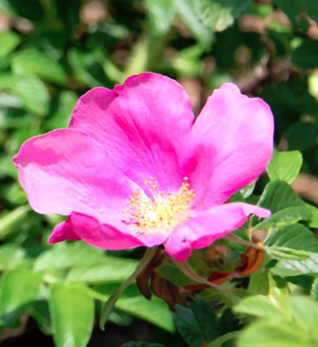 ハマナス（浜梨）の花言葉と誕生花－花の持つ言葉