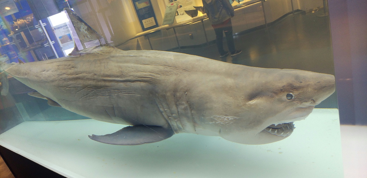 美ら海水族館へ③｜マルキヨ製菓スタッフブログ