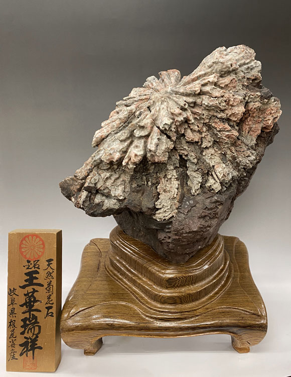 根尾谷の菊花石サバ菊特別天然記念物を販売しています。