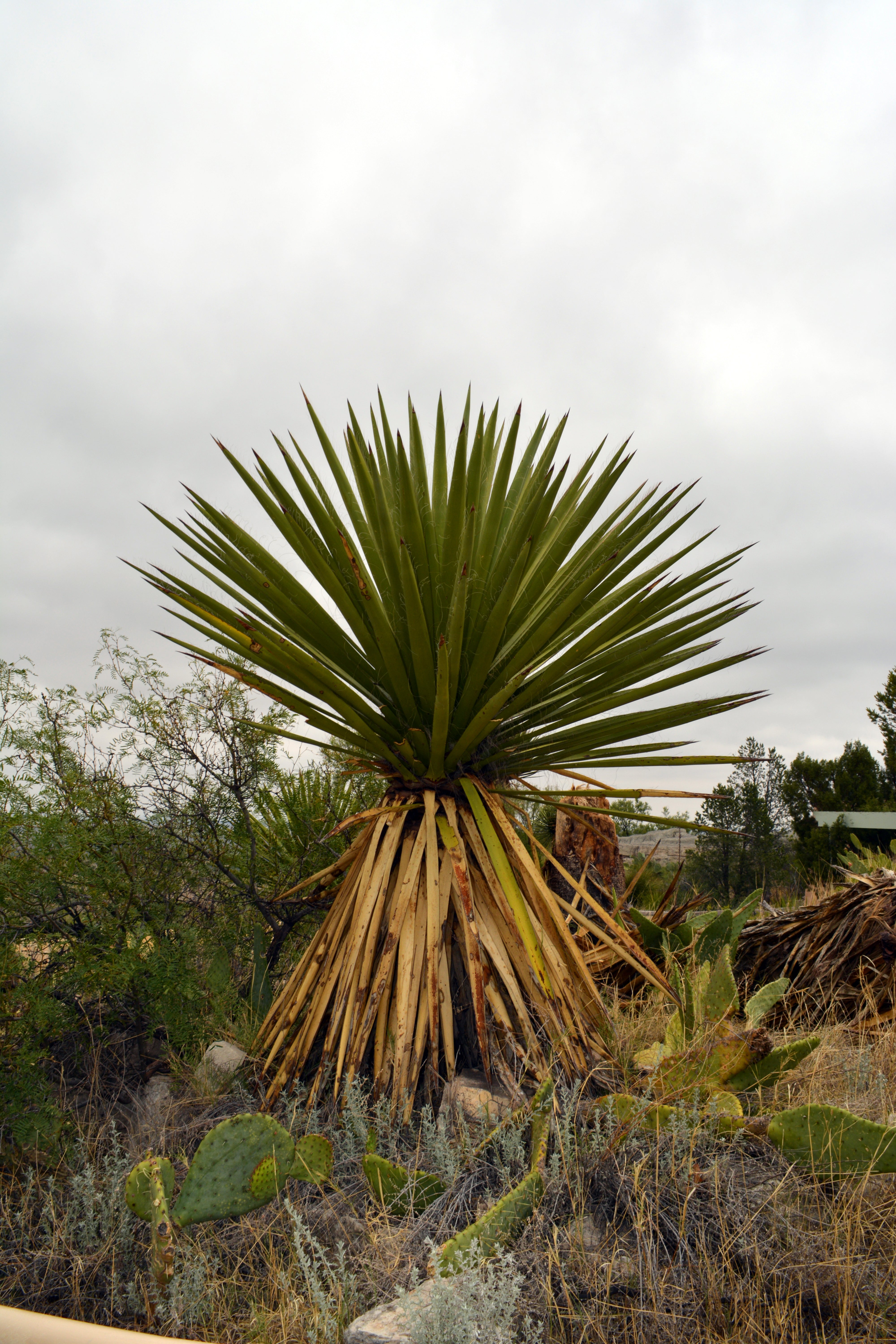 spanishdagger.jpg?v=1724377877