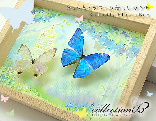 チョウとイラストの新しい形。collectionB feat.Chica , 蝶の標本 販売