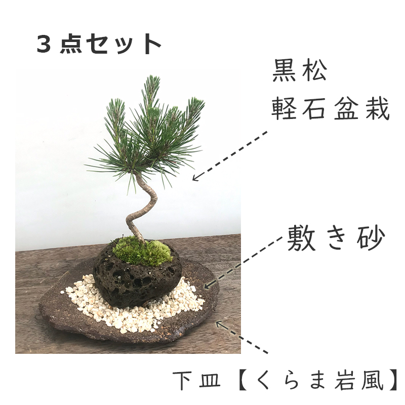 贈り物にも最適 鑑賞3点セット【黒松の軽石盆栽・皿・敷き砂セット】