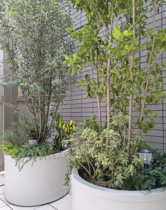 株立ち常緑樹のプランター植栽でマンションのパティオを緑豊かに-港区A
