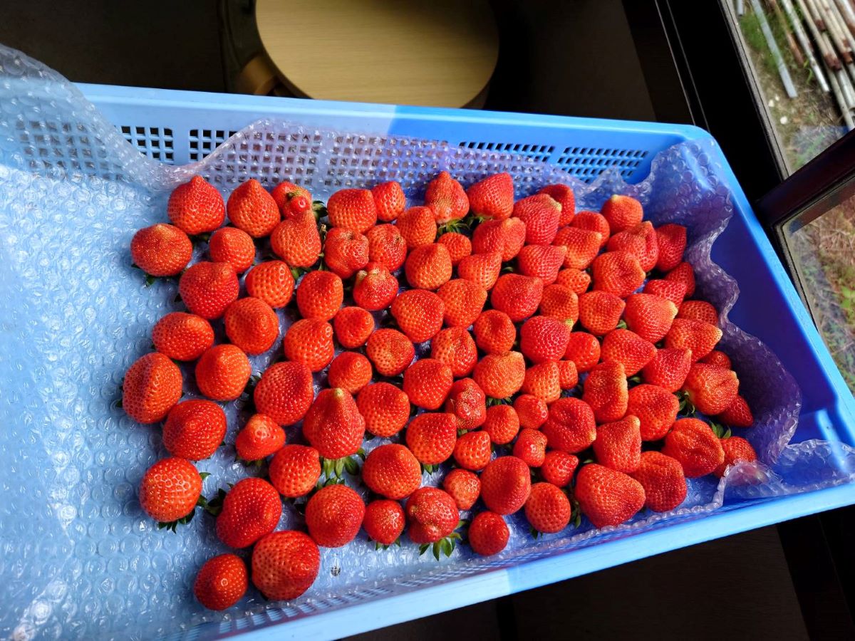 出荷情報 - 夏イチゴの販売（業務用出荷と家庭用通販）夏イチゴ農園