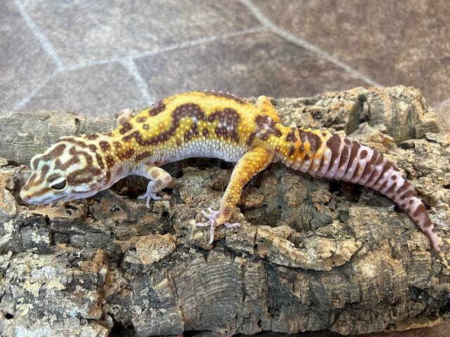 ヒョウモントカゲモドキ（スノーストライプタンジェリントレンパー