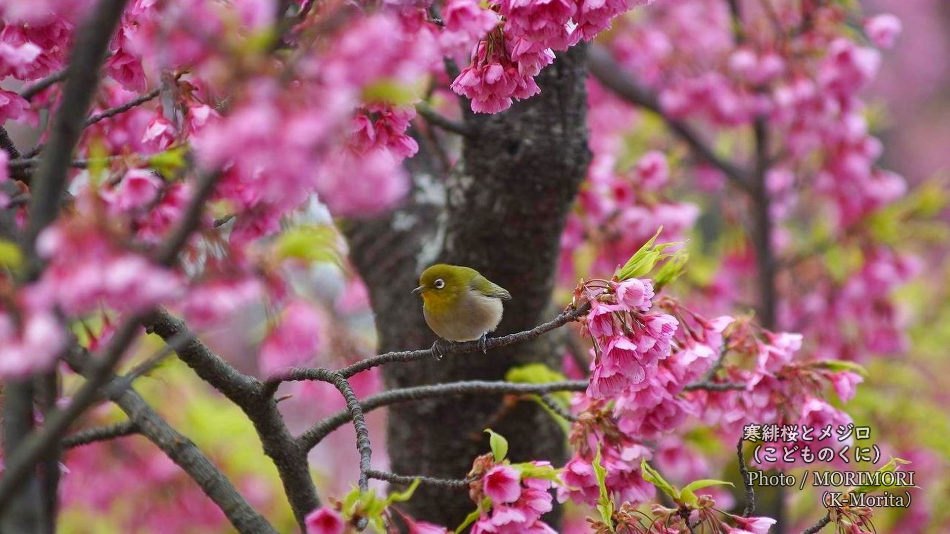 寒緋桜（カンヒザクラ）とメジロ・ヒヨドリの写真 - 宮崎市 こどものくに -