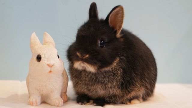 ネザーランドドワーフ子うさぎ ブラックオター兄弟 | うさぎ専門店