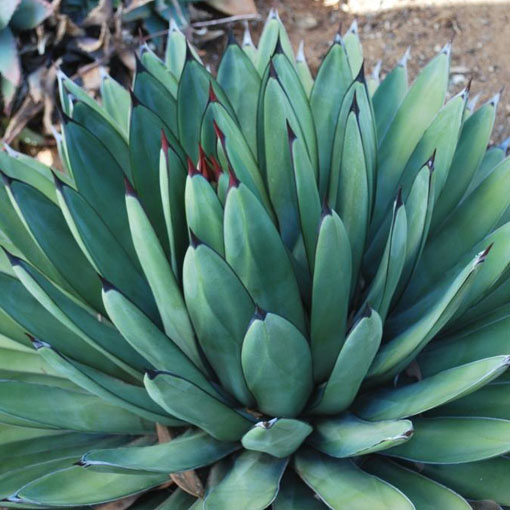 Agaves – Page 2 – Rancho Tissue