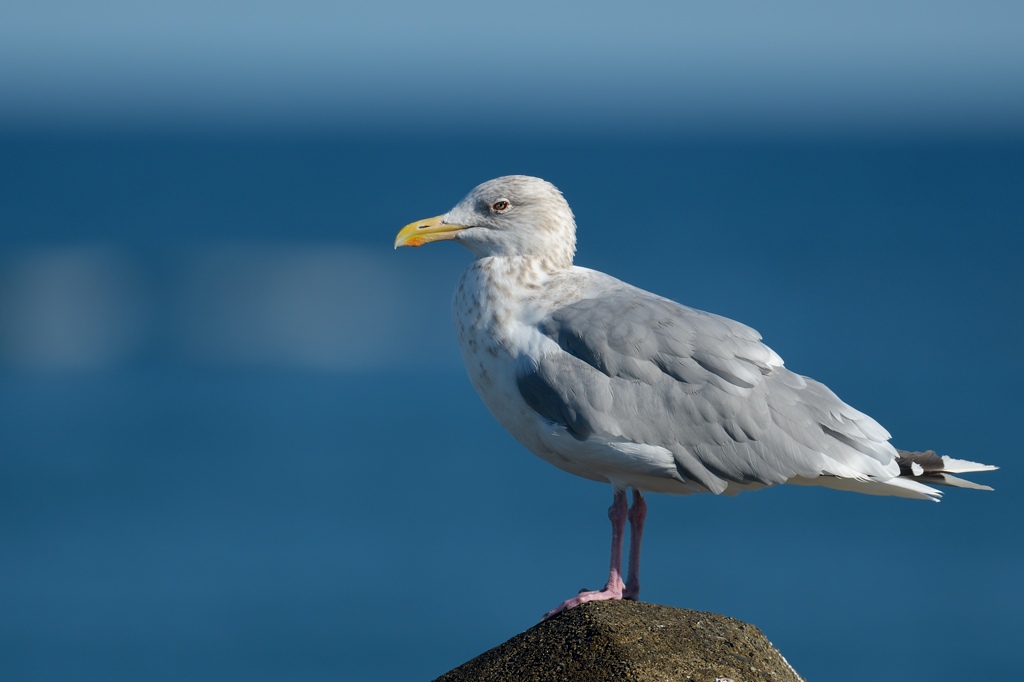 日本の野鳥 セグロカモメ Japanese Wild Birds Herring Gull
