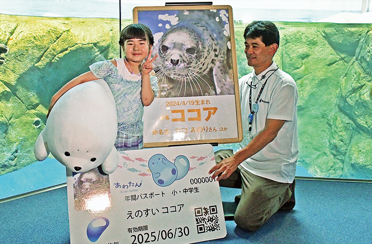 愛称「ココア」に決まる えのすいのゴマフアザラシ | 藤沢 | タウン