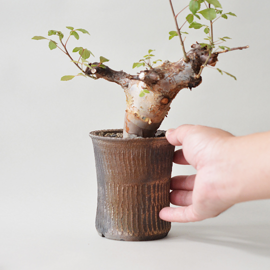 コミフォラ・カタフ ターカネンシス | 多肉植物・特別な鉢の販売