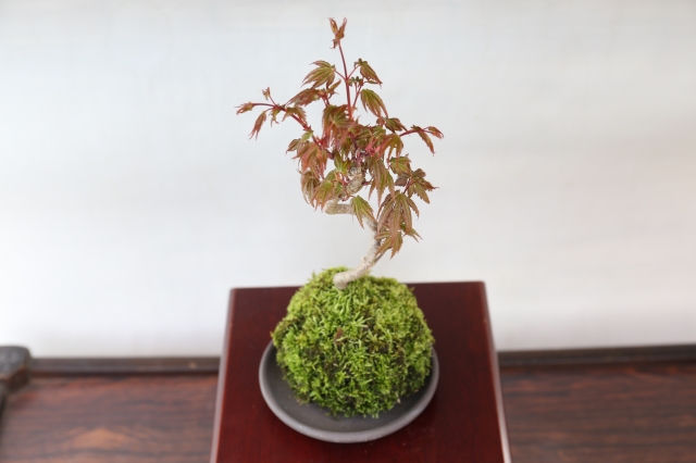 山もみじ A1685 数量もの ギフトにオススメ☆葉物 紅葉 ミニ盆栽☆浦部