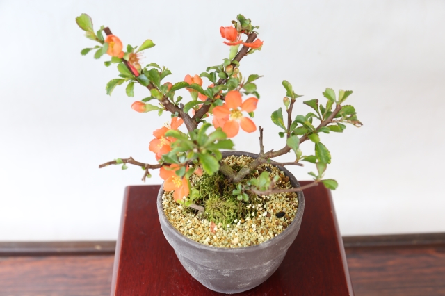 長寿梅（赤花） A1689 数量もの ギフトにオススメ☆花物実物 ボケ ミニ