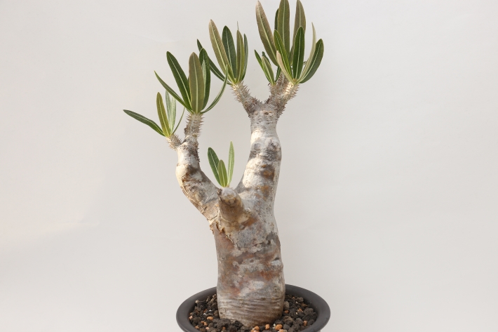 イノピナツム 輸入球 A2791☆パキポディウム 塊根植物 多肉植物
