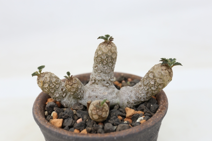 ホルウッディ 群生株立ちtype 輸入球 A2895☆ドルステニア 塊根植物