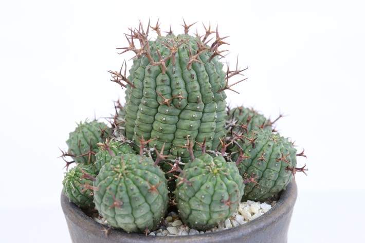 送料無料】群星冠 ユーフォルビア 輸入球カキ仔 A3790｜多肉植物｜浦部