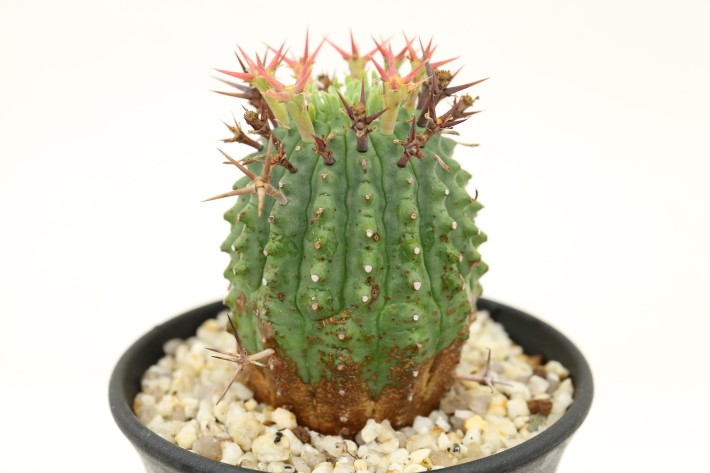 群星冠 輸入球 A3282☆ユーフォルビア ステリスピナ 多肉植物☆「送料