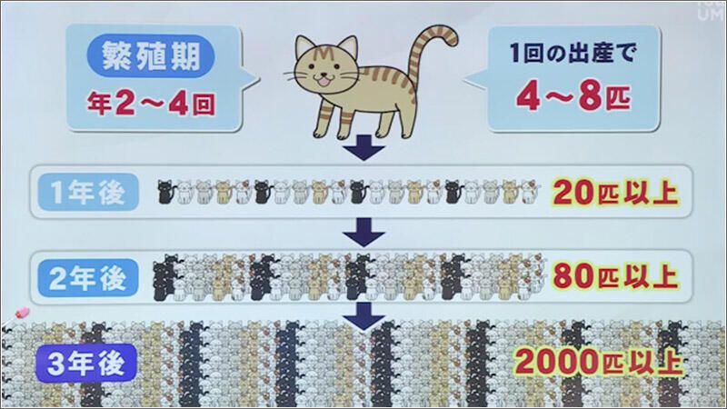 猫の殺処分ゼロを目指して 県内で広がるTNR活動（2025年05月17日放送