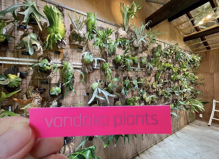 vandaka plants 新ステッカー登場 - ビカクシダ vandaka plants バンダ