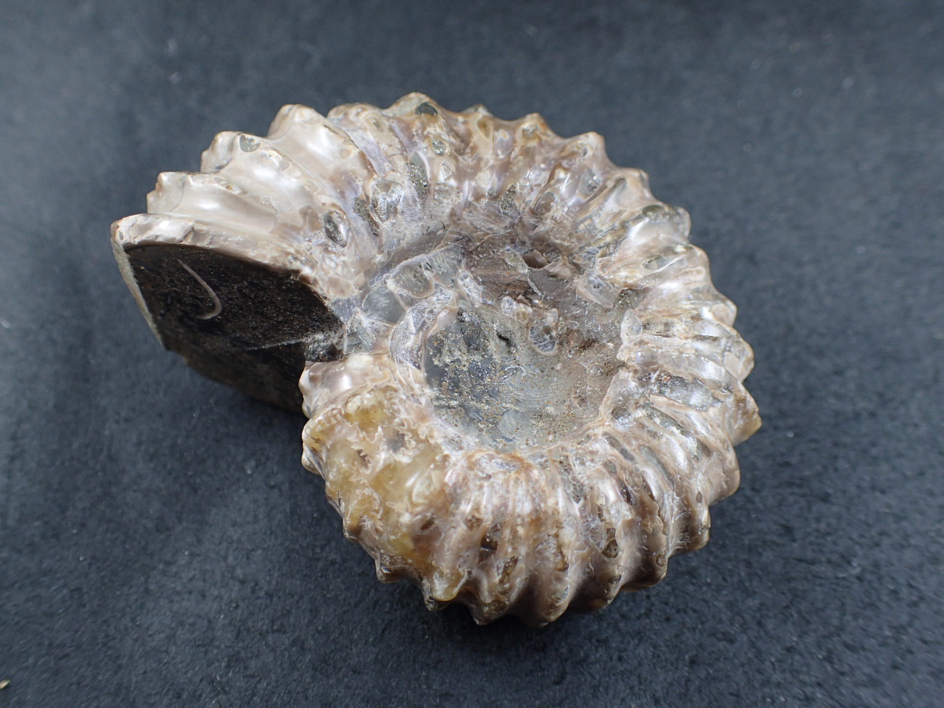 最高品質アンモナイト(Ammonite) 化石 学名 ： Douvilleiceras sp