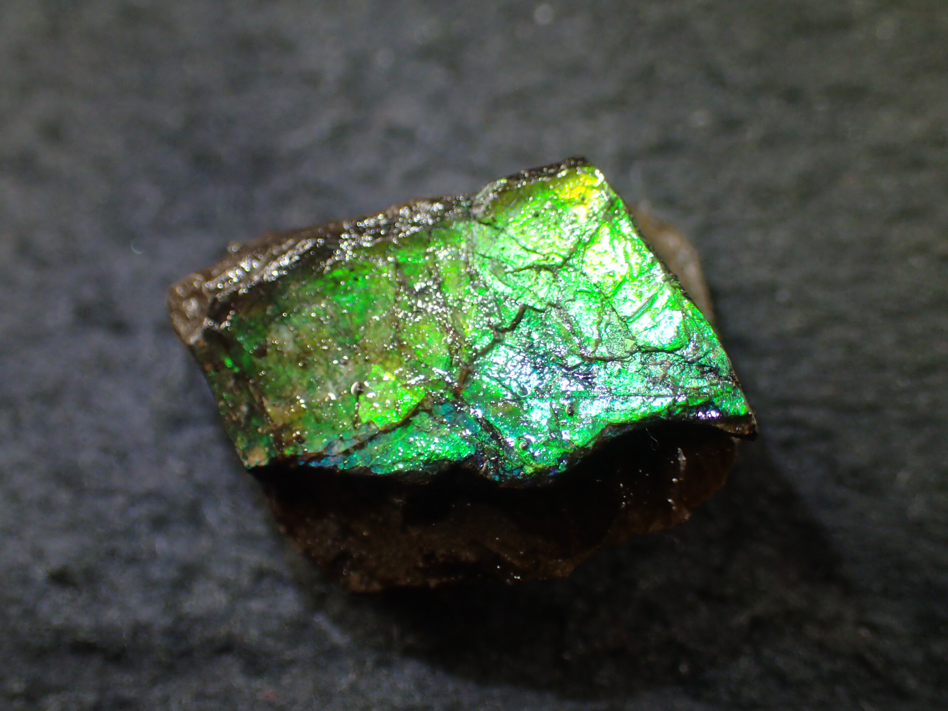最高品質アンモライト(Ammolite) Alberta, Canada カナダアルバータ州