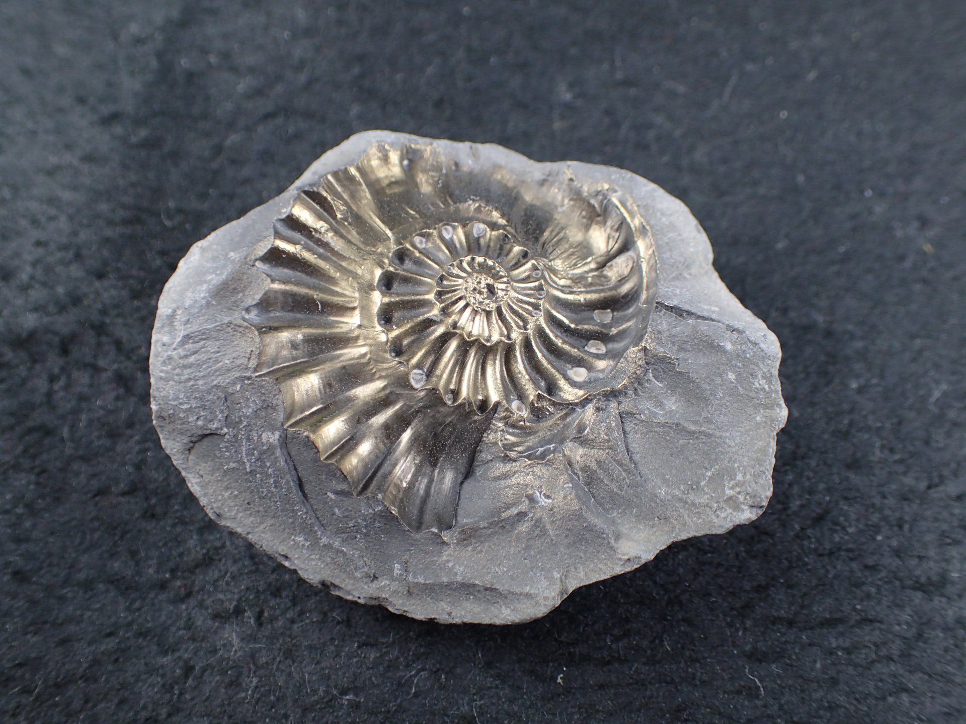 最高品質黄鉄鉱化したアンモナイト(Ammonite) Kalchreuth, Bayern