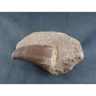 モササウルスの歯 化石 約7000万年前 モササウルスの歯 化石 約7000万